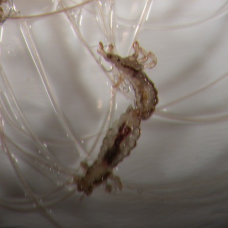 Head Lice Mating again- they reproduce Head Lice Mating again- they reproduce
