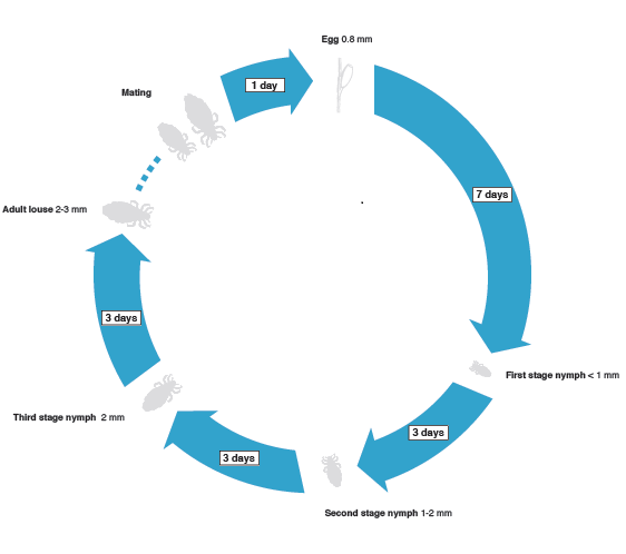 Life cycle of the louse, Lice Discover the complete life cycle of lice, from eggs (nits) to adult louse. Learn about each stage of development and how to effectively identify and manage head lice infestations