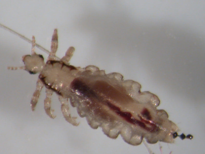 defecating-louse-1